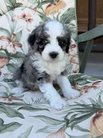 Brooke, a female Miniature Bernedoodle for sale in Horseshoe Bend, ID – 5 of 5