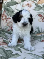 Canyon, a male Miniature Bernedoodle for sale in Horseshoe Bend, ID – 6 of 7