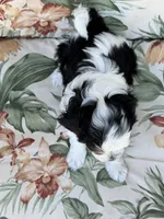 Canyon, a male Miniature Bernedoodle for sale in Horseshoe Bend, ID – 1 of 7