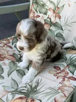 Sierra, a female Miniature Bernedoodle for sale in Horseshoe Bend, ID – 3 of 5