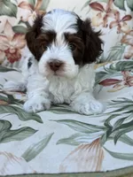 Everest, a male Miniature Bernedoodle for sale in Horseshoe Bend, ID – 4 of 6