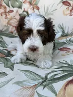Everest, a male Miniature Bernedoodle for sale in Horseshoe Bend, ID – 5 of 6
