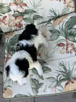 Delta, a female Miniature Bernedoodle for sale in Horseshoe Bend, ID – 3 of 4