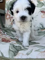 Delta, a female Miniature Bernedoodle for sale in Horseshoe Bend, ID – 4 of 4