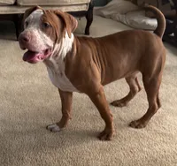 Zuri, a female American Bully for sale in Loganville, GA – 1 of 6