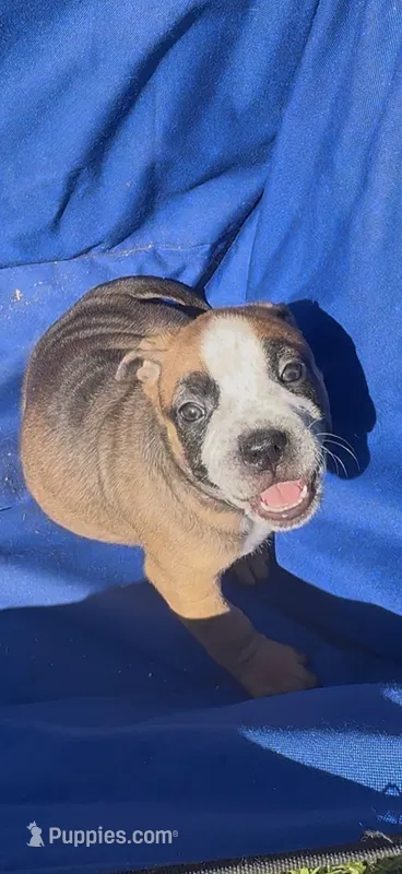 Luna – American Bully puppy for sale in Loganville, GA