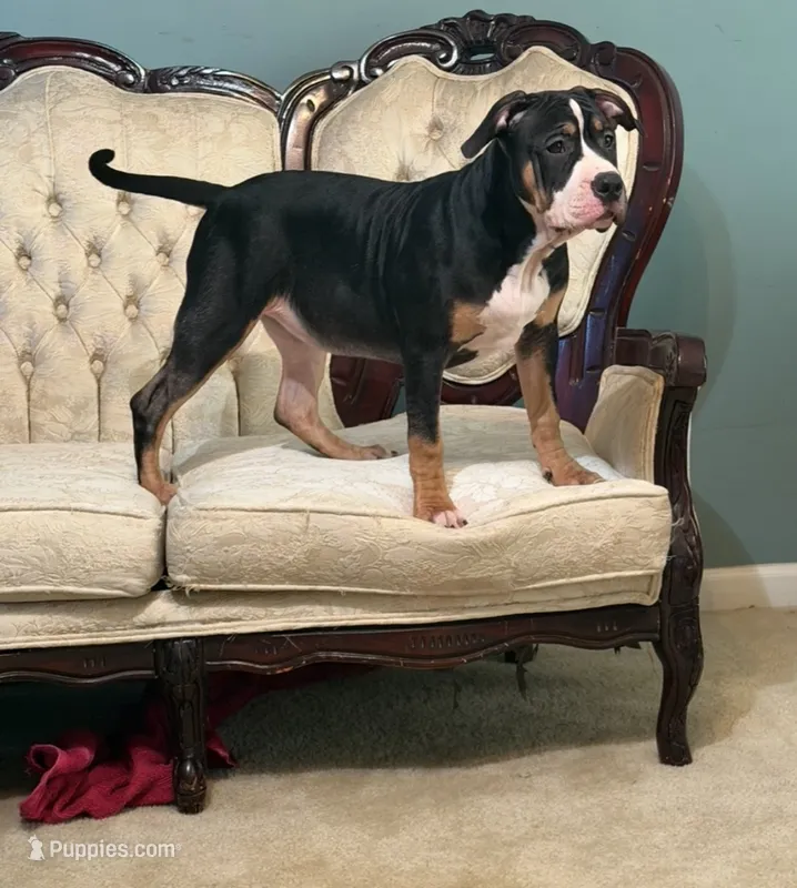 Stormi – American Bully puppy for sale in Loganville, GA