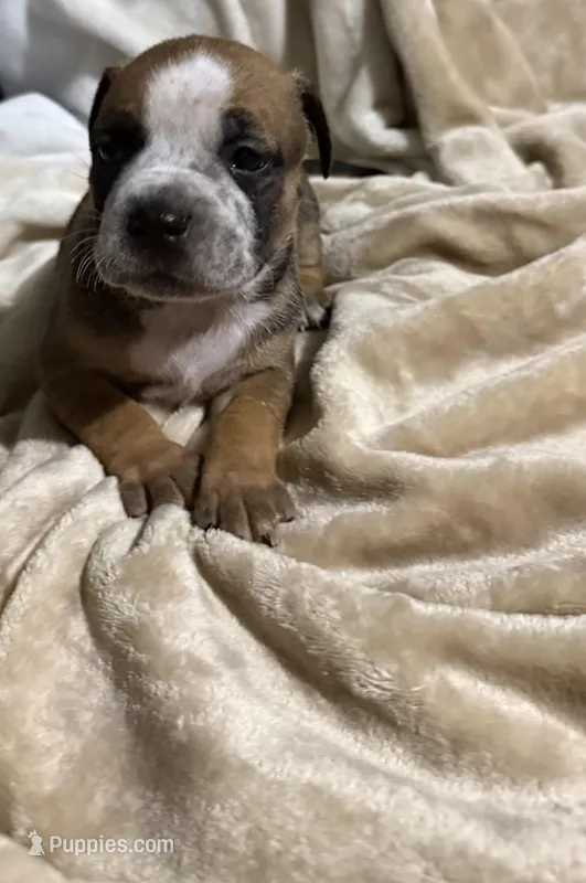 Luna – American Bully puppy for sale in Loganville, GA