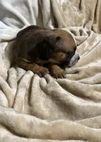 Luna, a female American Bully for sale in Loganville, GA – Photo 3 of 3