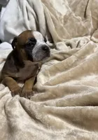 Luna, a female American Bully for sale in Loganville, GA – Photo 2 of 3