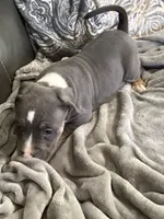 Bella, a female American Bully for sale in Loganville, GA – 3 of 4