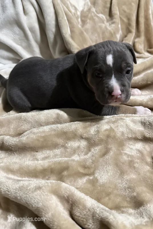Bella – American Bully puppy for sale in Loganville, GA