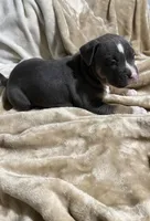 Bella, a female American Bully for sale in Loganville, GA – Photo 2 of 3