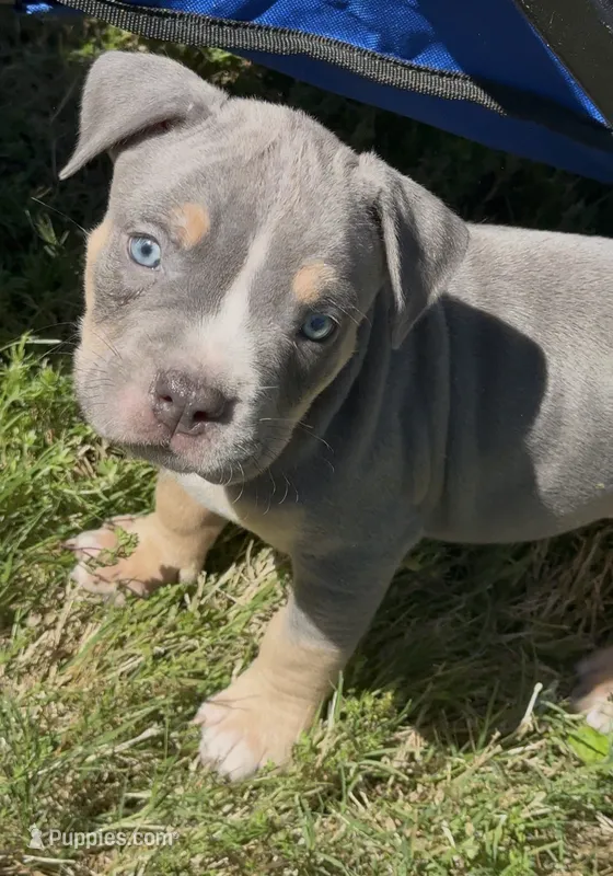 King – American Bully puppy for sale in Loganville, GA