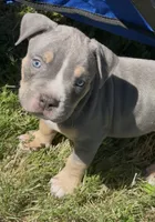 King, a male American Bully for sale in Loganville, GA – 1 of 4