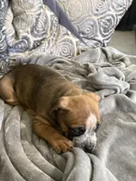 Luna, a female American Bully for sale in Loganville, GA – 3 of 4