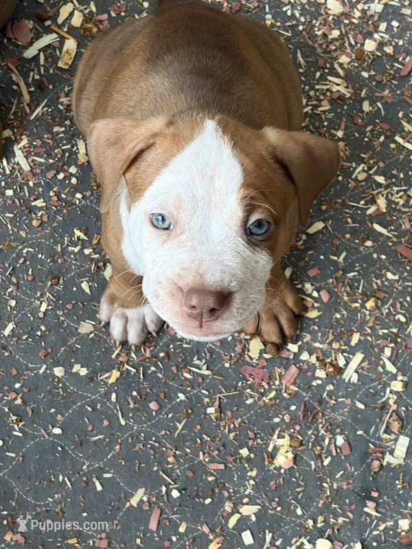 Zuri – American Bully puppy for sale in Loganville, GA
