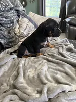 Rocky, a male American Bully for sale in Loganville, GA – 3 of 4