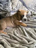 Luna, a female American Bully for sale in Loganville, GA – 4 of 4