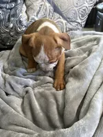 Zuri, a female American Bully for sale in Loganville, GA – 2 of 4
