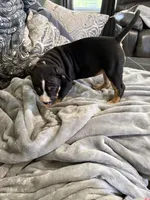 Stormi, a female American Bully for sale in Loganville, GA – 4 of 4