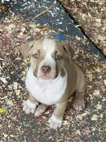 Boss, a male American Bully for sale in Loganville, GA – 2 of 4