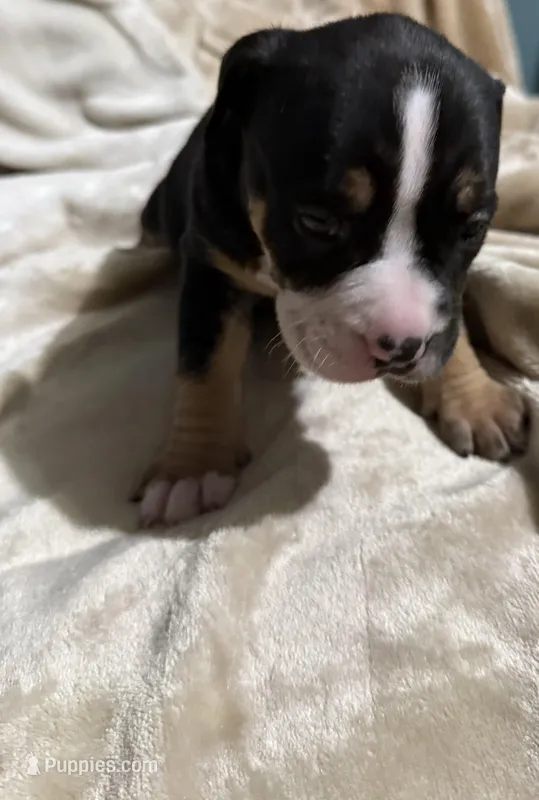 Stormi – American Bully puppy for sale in Loganville, GA
