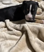 Stormi, a female American Bully for sale in Loganville, GA – Photo 2 of 3