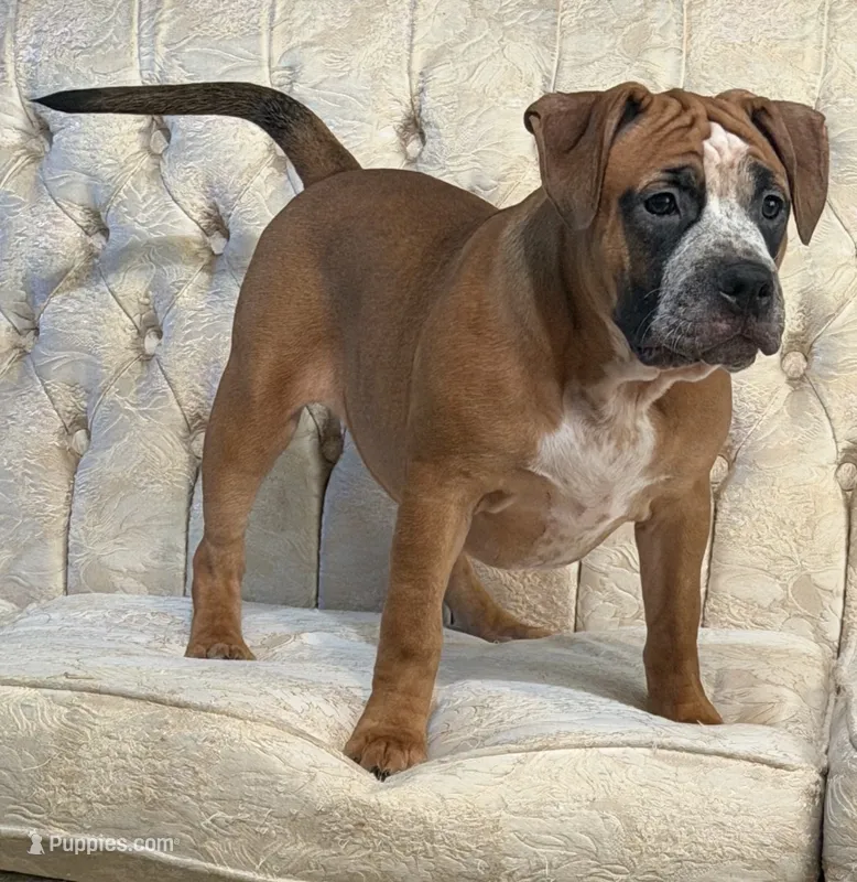 Luna – American Bully puppy for sale in Loganville, GA