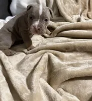 Chanel, a female American Bully for sale in Loganville, GA – Photo 2 of 3