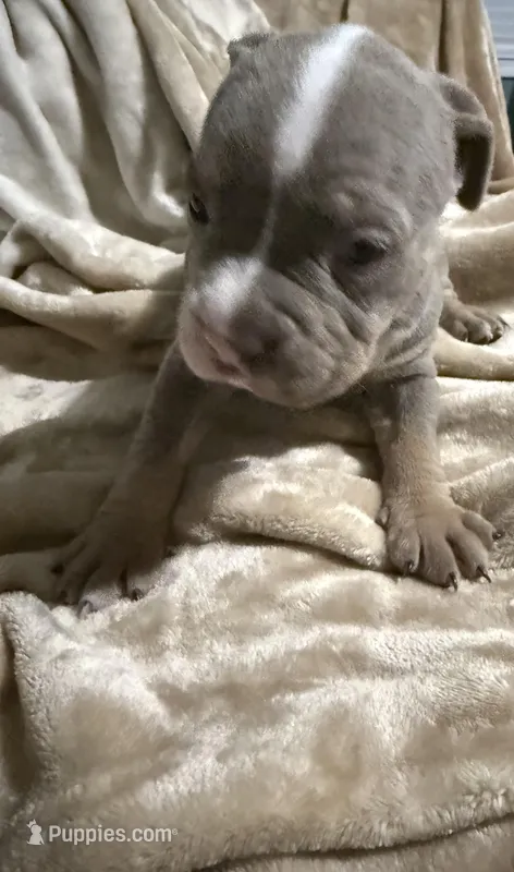 Chanel – American Bully puppy for sale in Loganville, GA