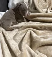 Chanel, a female American Bully for sale in Loganville, GA – Photo 3 of 3