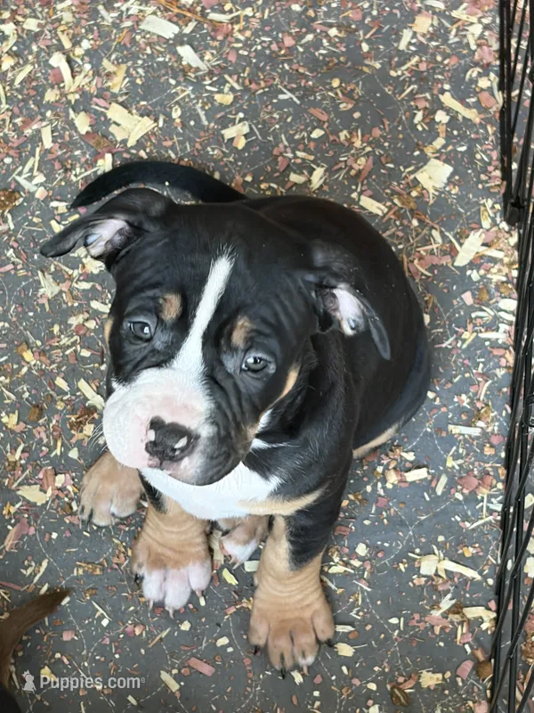 Stormi – American Bully puppy for sale in Loganville, GA
