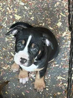 Stormi, a female American Bully for sale in Loganville, GA – 1 of 4