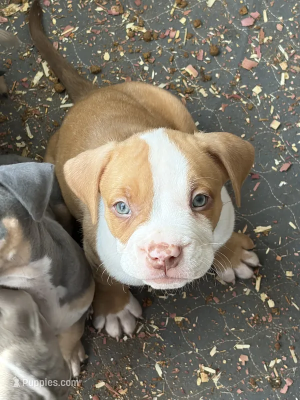 Saint – American Bully puppy for sale in Loganville, GA