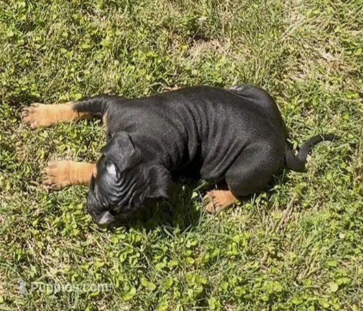 Rocky – American Bully puppy for sale in Loganville, GA