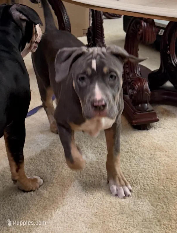 Bella – American Bully puppy for sale in Loganville, GA