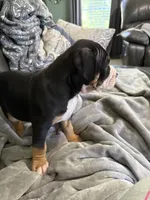 Stormi, a female American Bully for sale in Loganville, GA – 2 of 4