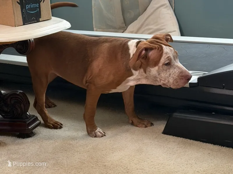 Zuri – American Bully puppy for sale in Loganville, GA