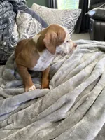 Zuri, a female American Bully for sale in Loganville, GA – 4 of 4