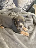 King, a male American Bully for sale in Loganville, GA – 2 of 4