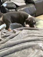 Bella, a female American Bully for sale in Loganville, GA – 4 of 4