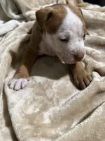 Zuri, a female American Bully for sale in Loganville, GA – Photo 2 of 3