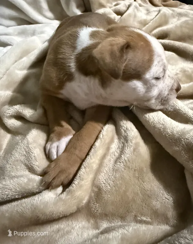 Zuri – American Bully puppy for sale in Loganville, GA