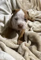 Zuri, a female American Bully for sale in Loganville, GA – Photo 3 of 3