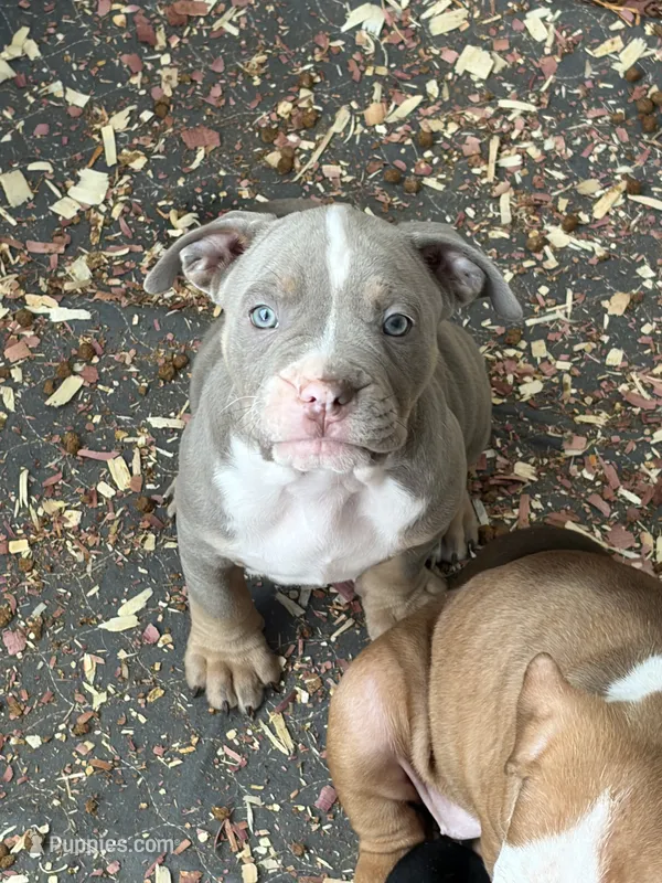 Chanel – American Bully puppy for sale in Loganville, GA
