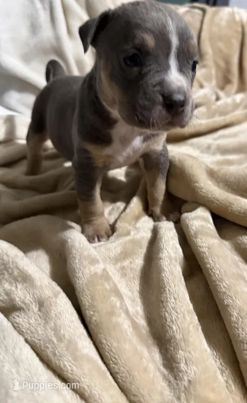 King – American Bully puppy for sale in Loganville, GA