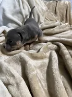 King, a male American Bully for sale in Loganville, GA – Photo 3 of 3