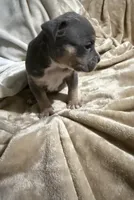 King, a male American Bully for sale in Loganville, GA – Photo 2 of 3