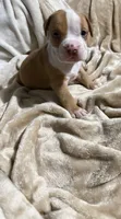 Saint, a male American Bully for sale in Loganville, GA – Photo 3 of 3